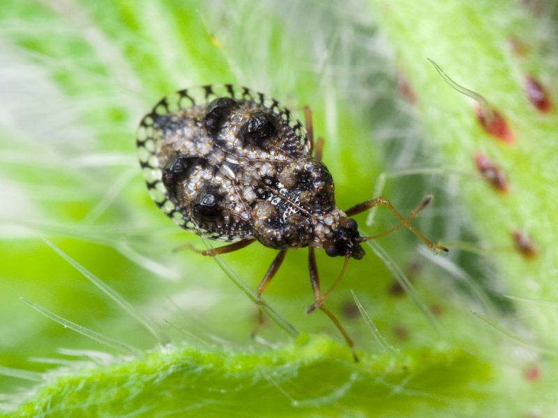 Dictyla rotundata (Herrich-Schäffer, 1835)